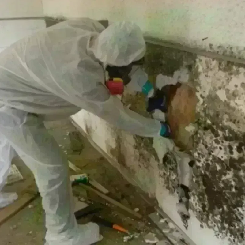 Mold Remediation and Removal in South Boston, VA